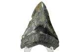 Serrated, Fossil Megalodon Tooth - South Carolina #170457-1